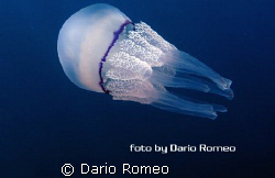 Ryzostoma pulmo by Dario Romeo 
